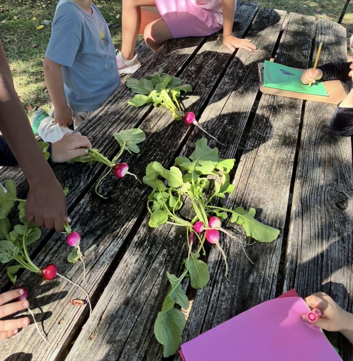 Outdoor gardening: Harvesting radishes the class planted